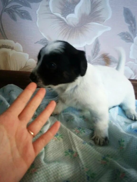 Авито ростов в добрые руки. Щенки в добрые руки комсомольск. отдам щенка в добрые комсомольск на амуре. щенки в комсомольске на амуре даром. отдам щенка в добрые руки кирсанов.