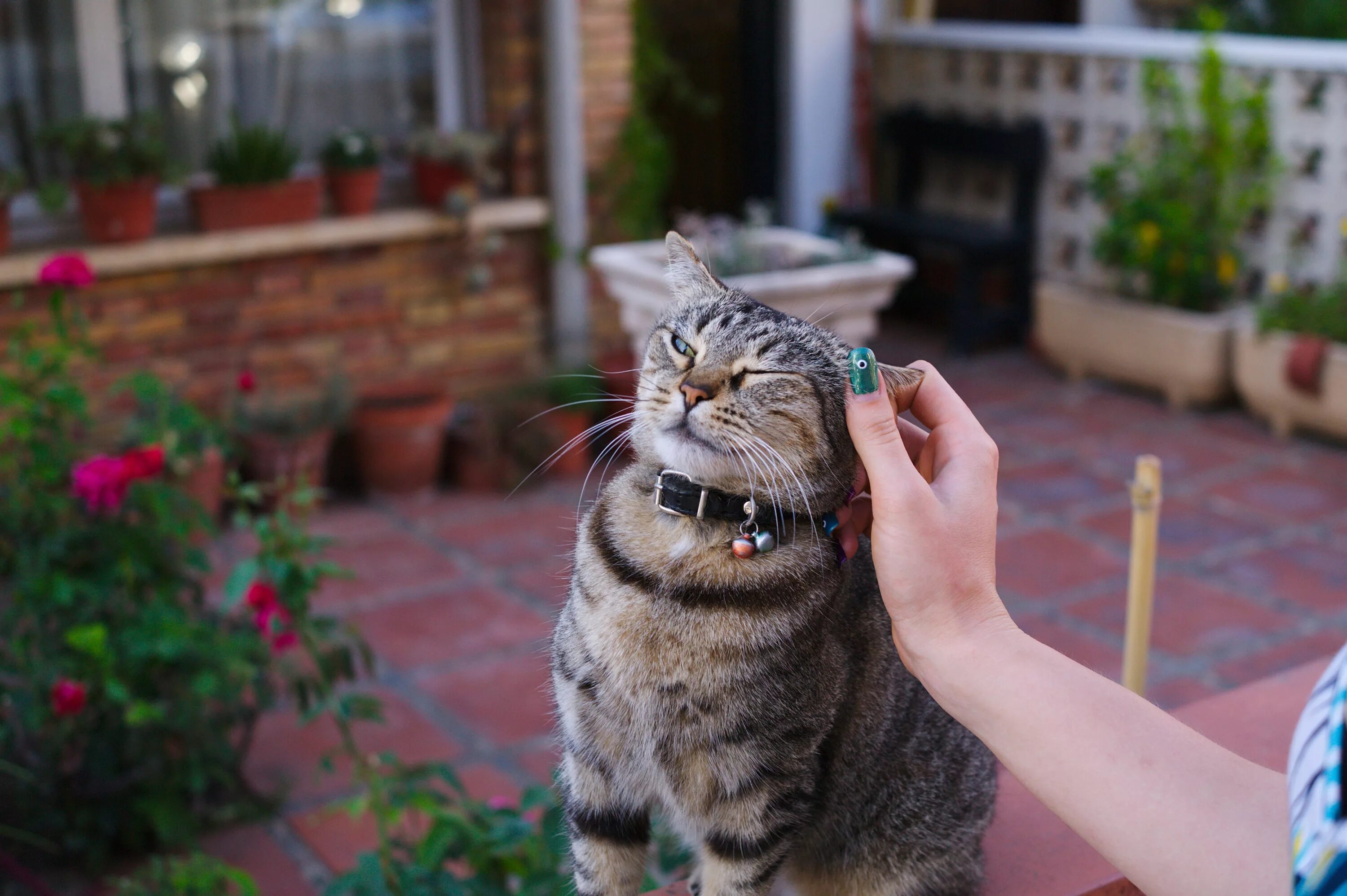 Включи фотографию котов. Прикольный кот. Позитивные коты. Веселый котик. Позитивный котик.