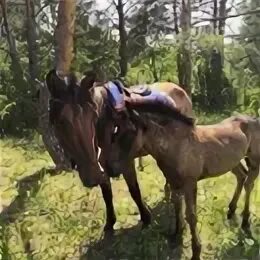 Девушка залезла в коня