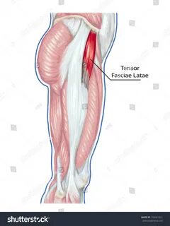 Мышечное натяжение 