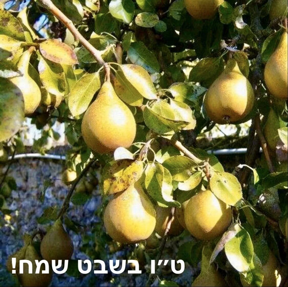 Груша кустарник. Груша &quot;чижовская&quot;, pyrus communis. груша дюшес дерево. сорт груши дюшес. груша сорт ириста.