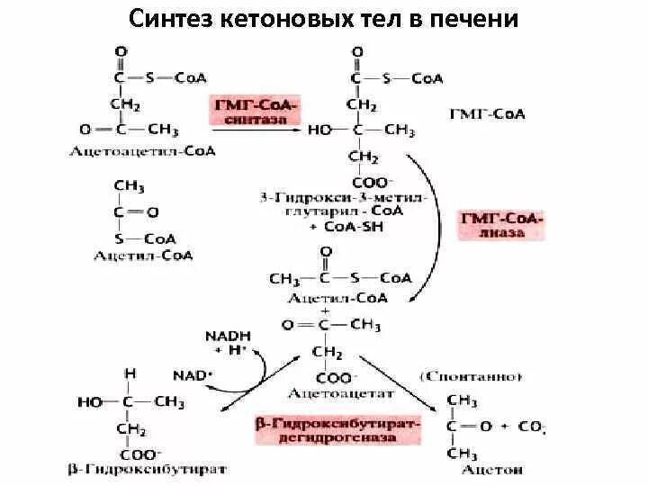 Синтез жиров в организме. Схема синтеза кетоновых тел в биохимии. Синтез кетоновых тел в печени биохимия. Реакции синтеза кетоновых тел. Синтез жиров из кетоновых тел.