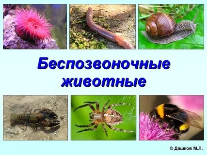 Форма тела беспозвоночных животных