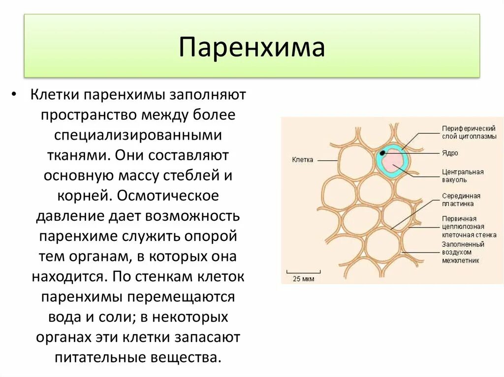 Паренхима что это такое