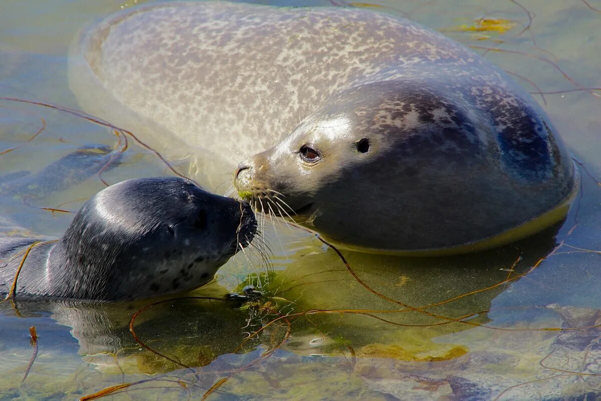 тюлень фото для презентации. тюлень уэдделла. обыкновенный тюлень. серый тюлень балтийский подвид. тюлени австралии.