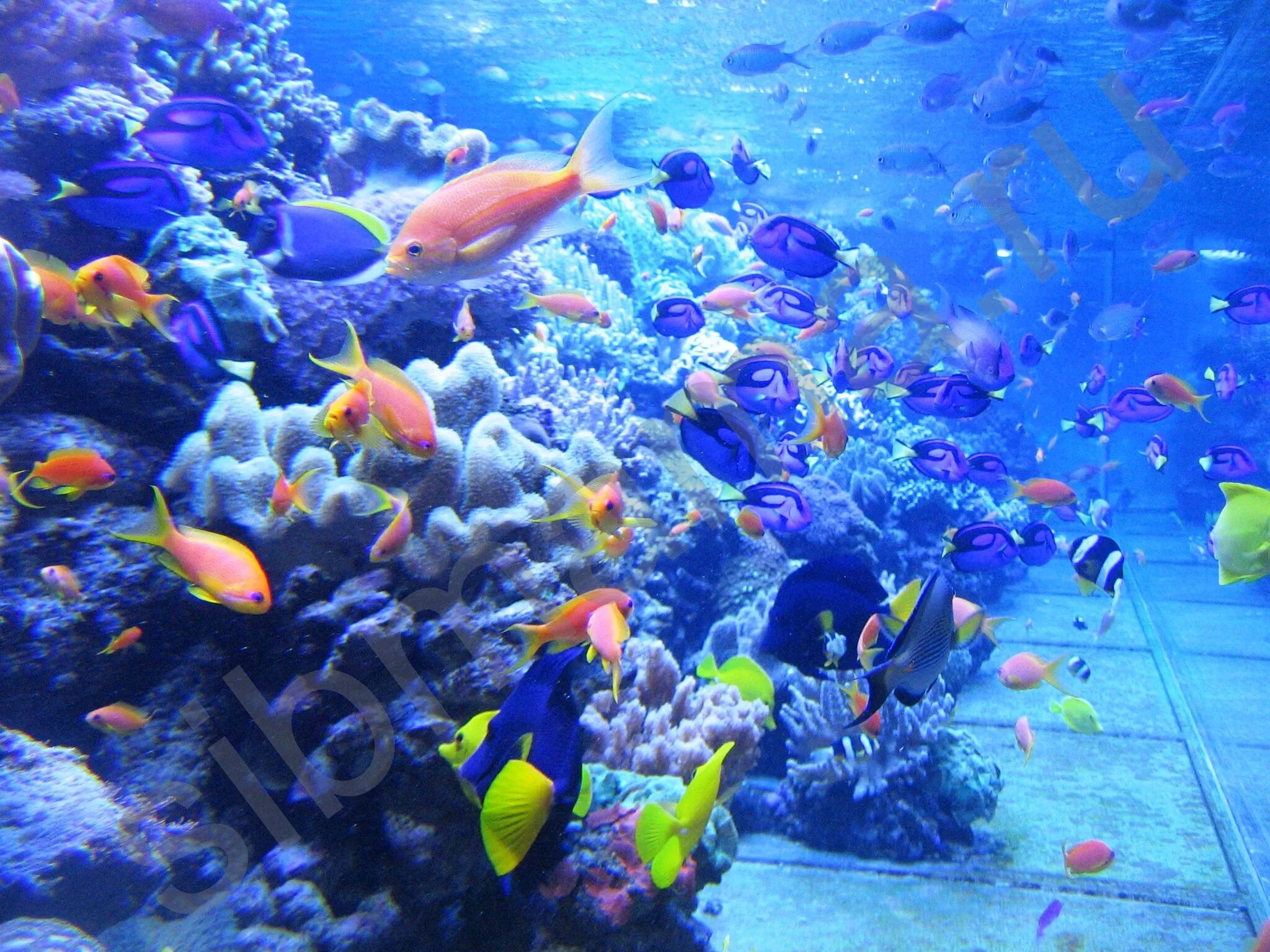 Океанариум морской аквариум. Морские рыбки для аквариума. Экзотические рыбки для аквариума. Рыбы в океанариуме. Аквариум много рыбок