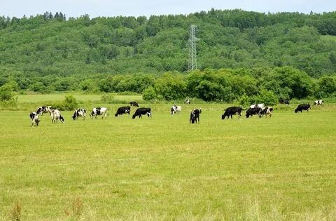 Сельское хозяйство хабаровского края