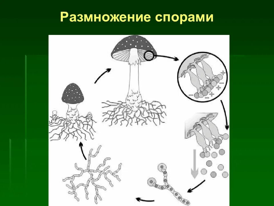 Что значит споры грибов. Размножение спорами схема. Бесполое размножение гриба. Споровое размножение грибов. Цикл размножения шляпочных грибов.