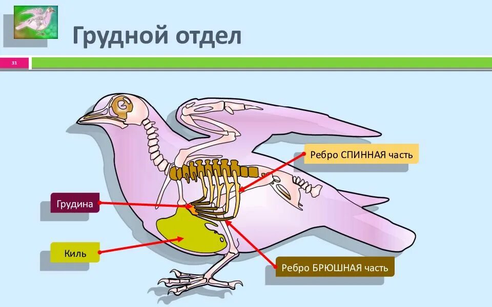 Киль у птиц. Киль кость у птиц. У птиц есть киль на грудине.