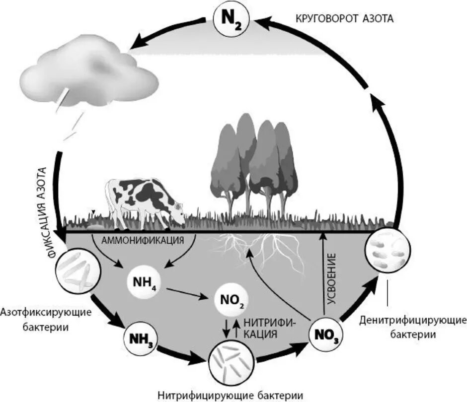 Круговорот азота в почве. Нитрифицирующие бактерии круговорот азота. Круговорот азота в биосфере схема. Микроорганизмы в круговороте азота. Круговорот азота в природе впр