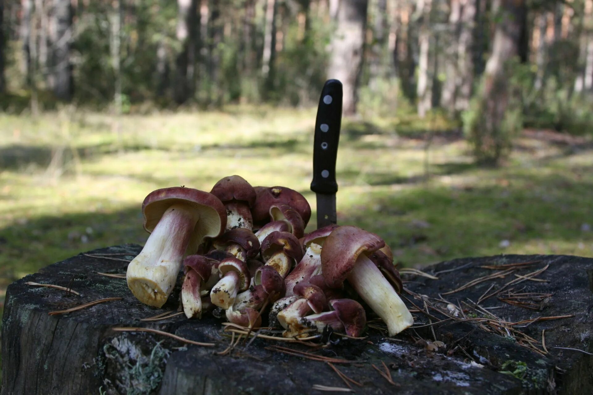 Cep mushroom. Лукошко с грибами. Съедобные грибы подмосковья. Грибы колпаки в ленинградской. Грибы собранные на кладбище.