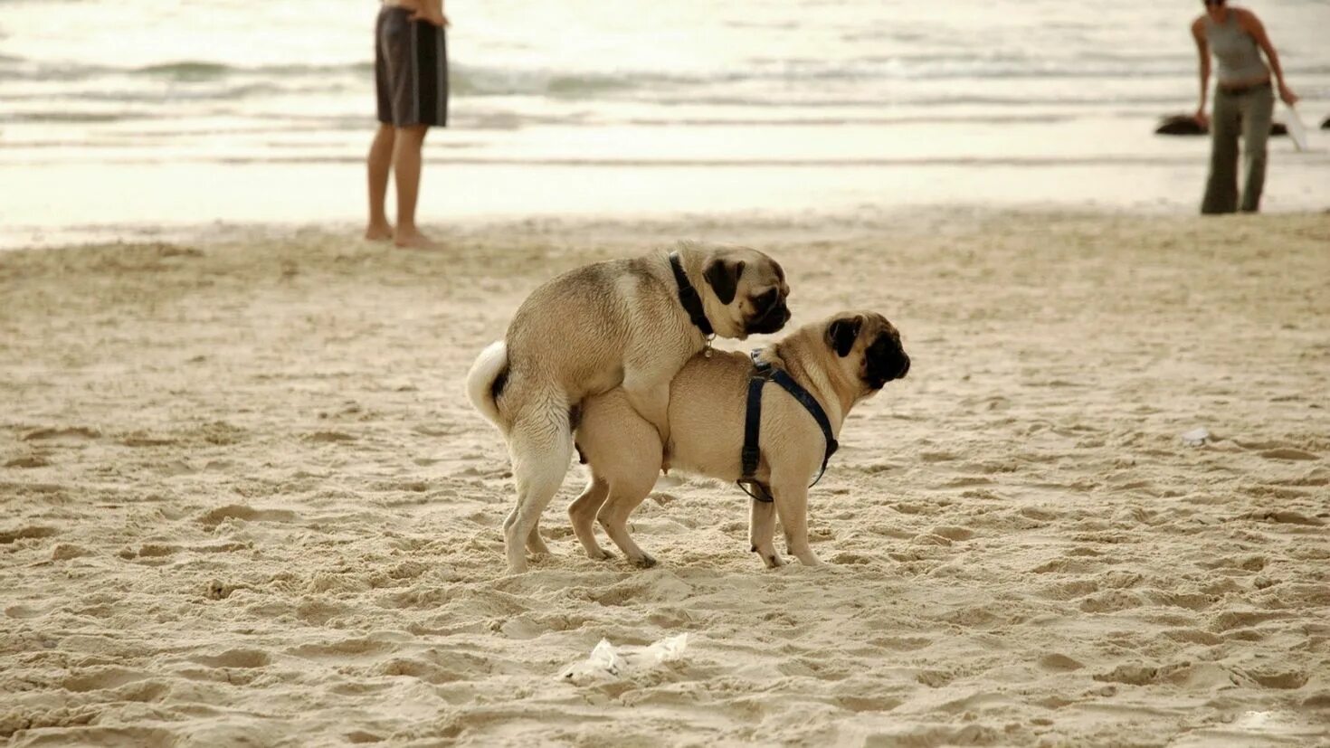 Спаривание человека и волка. Половая и физиологическая зрелость у животных сроки. Бигль вислоухий. Немецкий боксер и лабрадор. Спаривание собак.