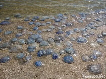 Много медуз в азовском море