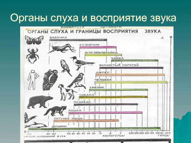 В каком звуковом диапазоне слышит человек. Границы восприятия звука. Восприятие звука человеком. Границы звукового восприятия звука. Диапазон восприятия звука.