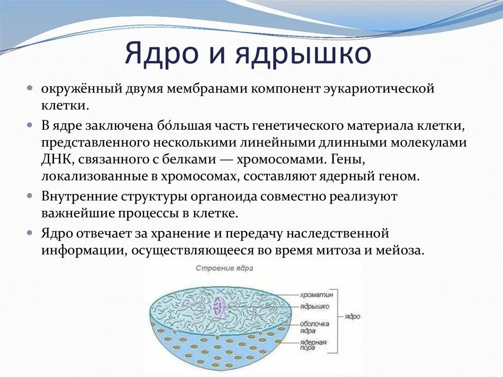 Составляющие элементы ядра. Ядро клетки. В структура ядра входят. Ядро представляет собой структуру. Что представляет собой ядро.