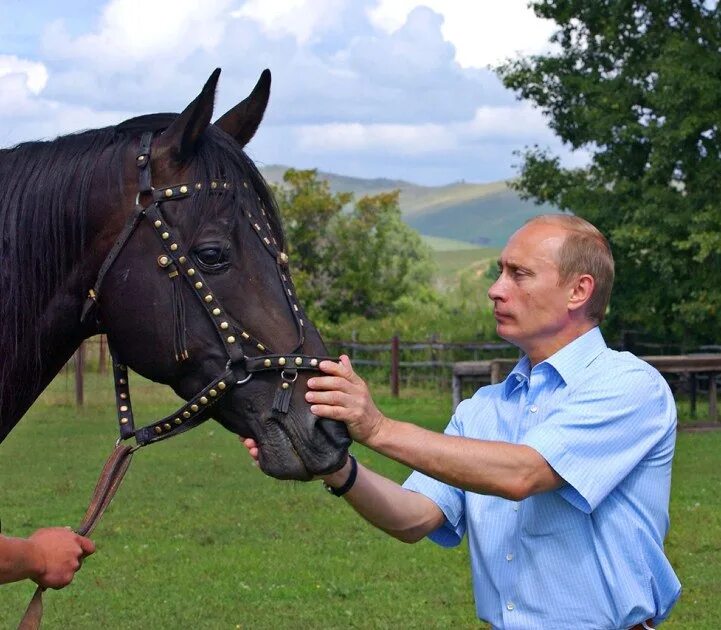 Лошадь председателем. Лошадь путина.