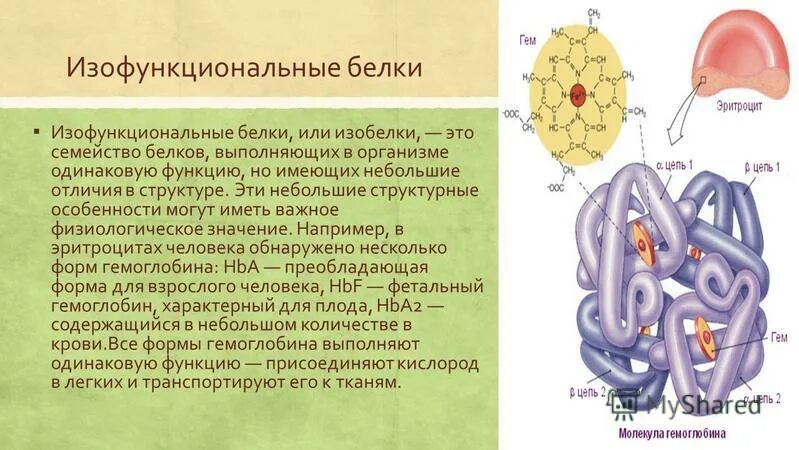 Выбери белки выполняющие механическую функция. Выбери белки выполняющие механическую функция. Белки в клетке выполняют следующие функции. Выбери белки выполняющие механическую функция. Энергетическая функция белков.