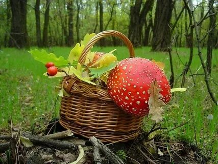 Цветы грибы ягоды