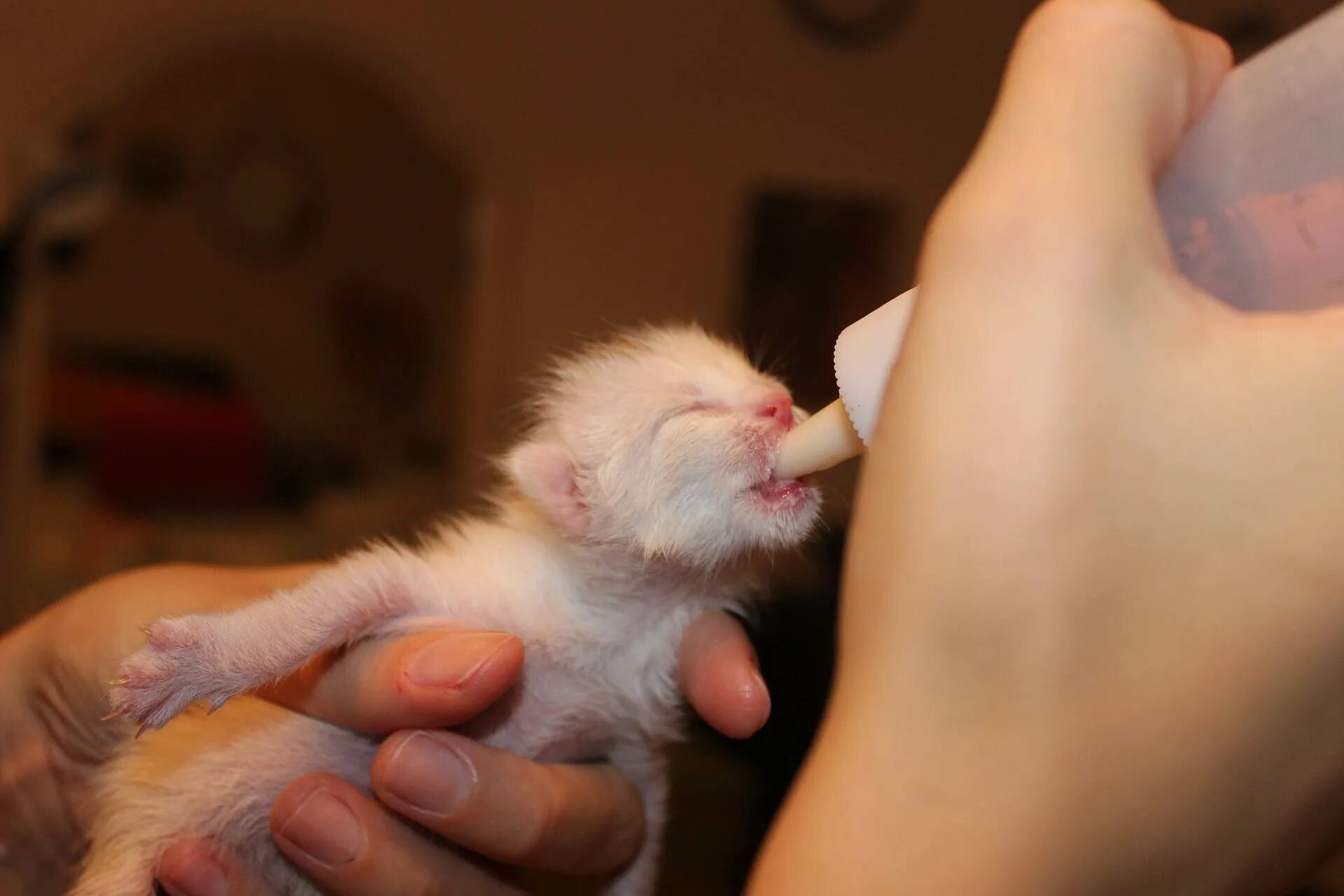 Котенку месяц как ухаживать. Новорожденные котята. Новорожденный котенок. Маленькие котята Новорожденные. Маленькие Слепые котята.