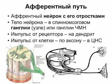 Афферентная и эфферентная алалия