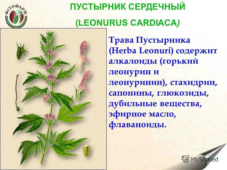 Пустырник сердечный оказывает эффект. Трава пустырника сердечного. подземные органы пустырника. пустырник дубильные вещества. подземные органы пустырника сердечного.