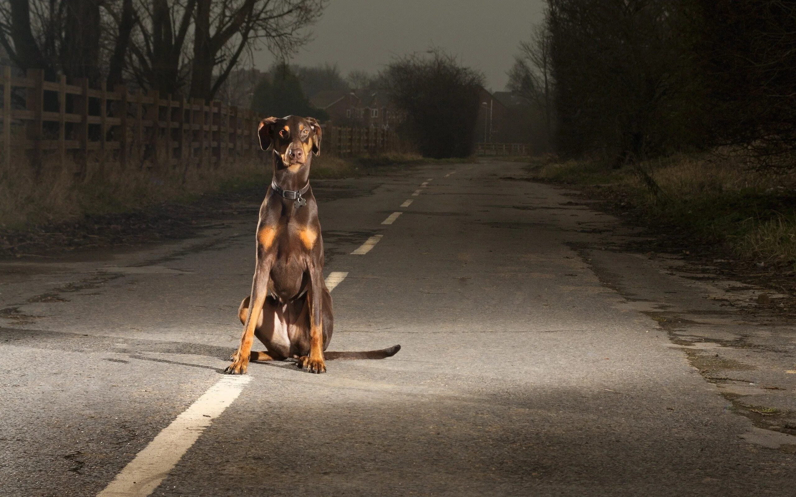 Собаки бегут по дороге. Доберман. Собака на дороге. Пес на дороге. Собака сидит на дороге.