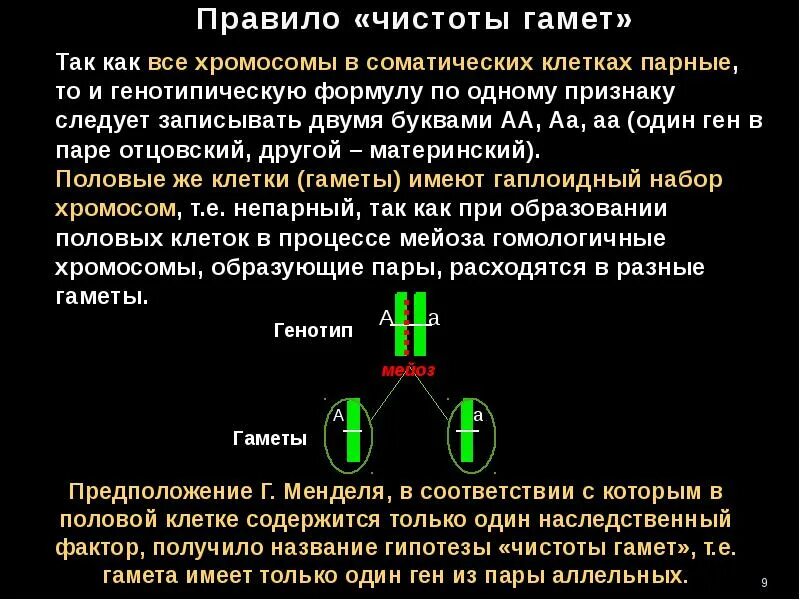 В гаметах человека 23 хромосомы. Хромосомный набор гамет. Гипотеза чистоты гамет Менделя. Гамета набор хромосом. Набор хромосом гаметы клетки.