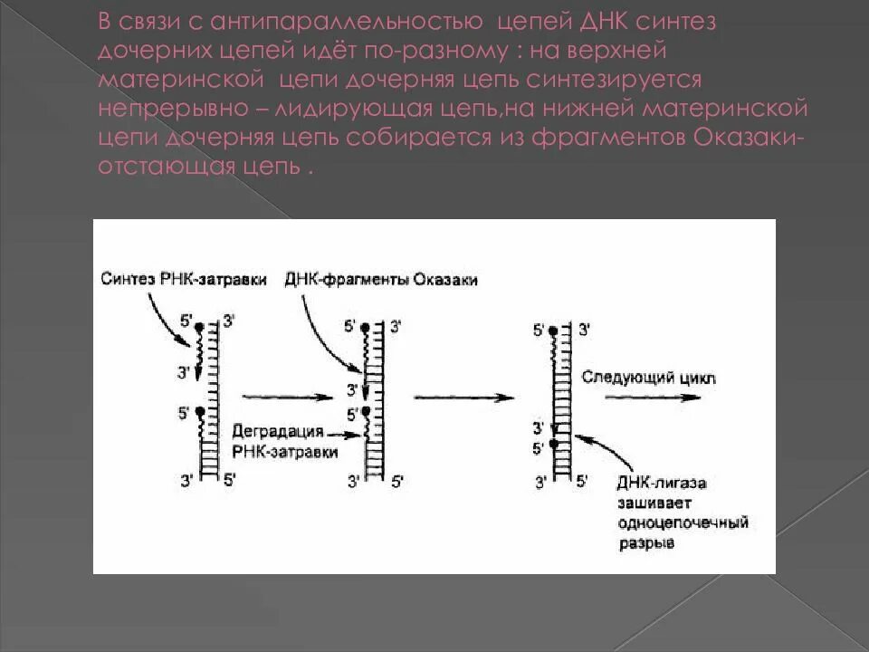 Направление синтеза дочерних цепей ДНК. Синтез дочерних цепей идет. Синтез ДНК. Схема репликации ДНК лидирующая цепь.