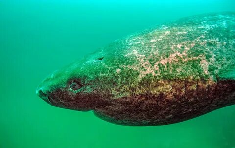 Greenland shark in the St. Lawrence Estuary. 