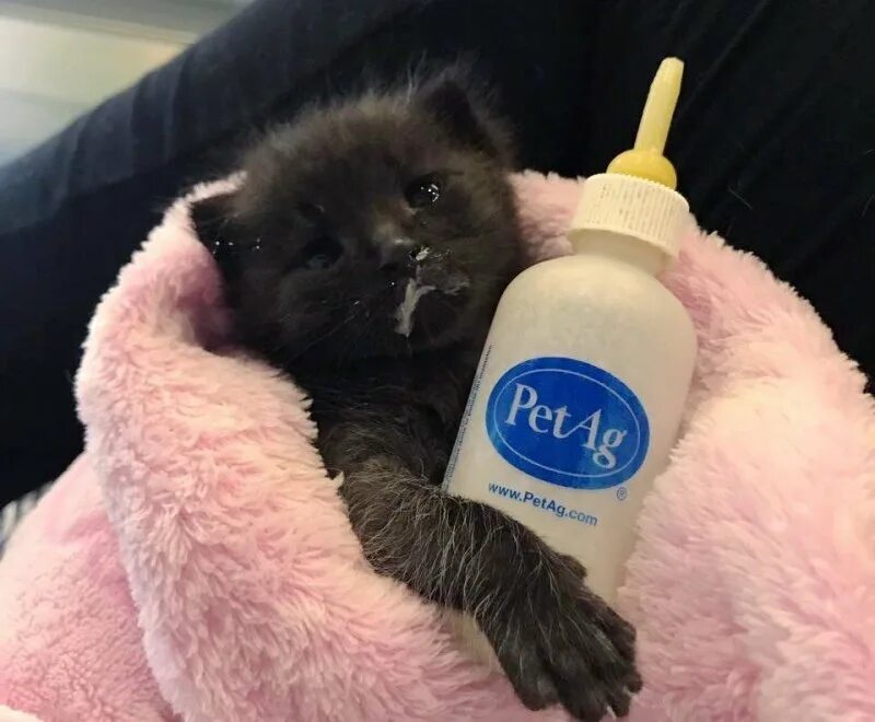 Бутылочка для котят. Котик с бутылочкой. Котенок пьет из бутылочки. Котенок пьет молочко. Сонник кормить котят