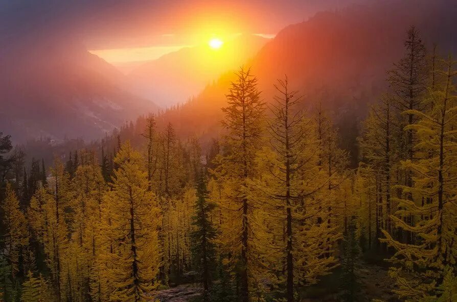 выйдет солнце над лесом. выйдет солнце над лесом. закат над лесом. лес вечером. лучи солнца.