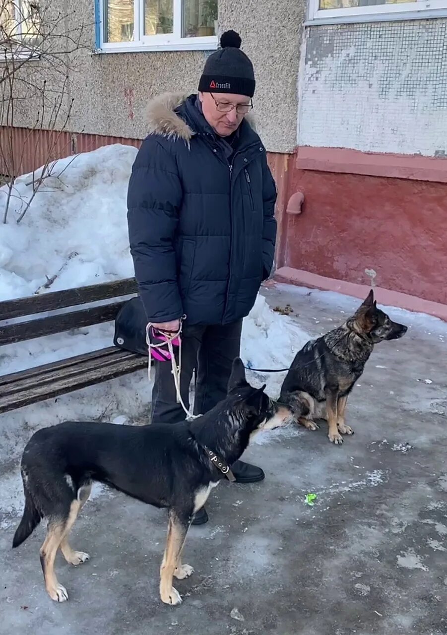 Приставы новочебоксарск телефон. Щенки Новочебоксарск. Квартира Максима из пса. Новости про собаку сегодня.