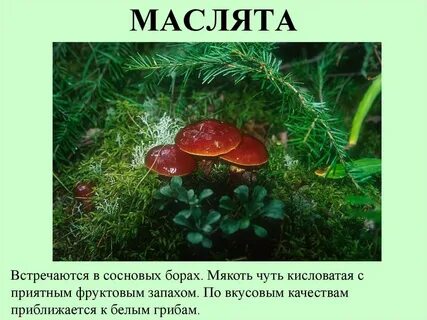2 масленок