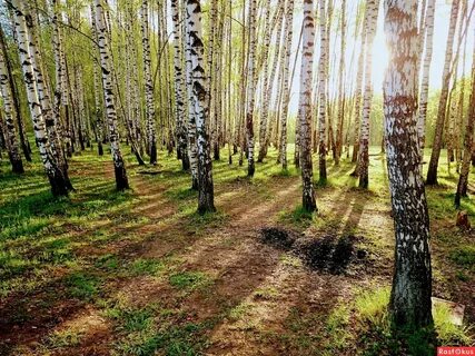 В этой роще березовой слушать