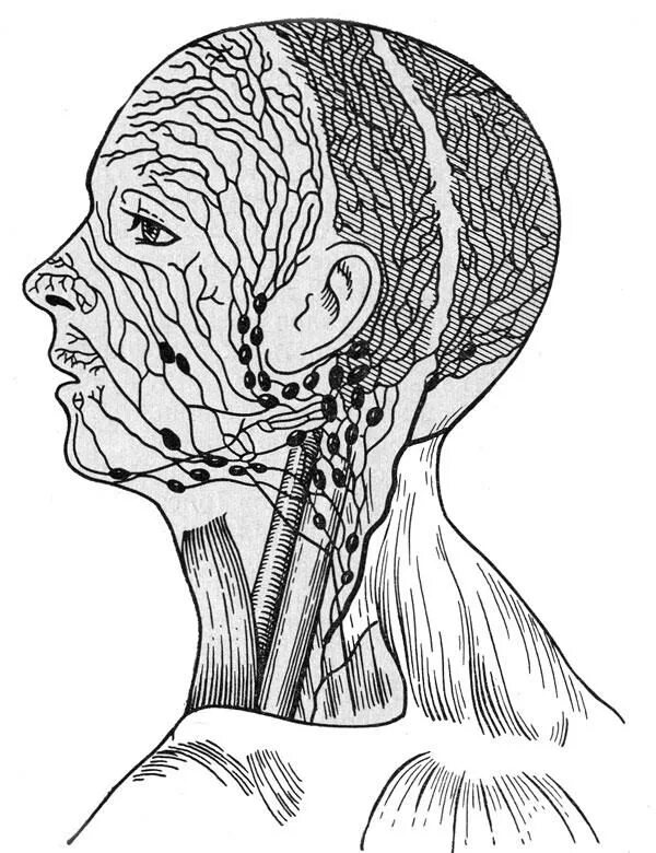 Схема лимфоузлов головы. Лимфатическая система лица анатомия. Лимфатическая система лица схема. Лимфатическая система головы. Лимфатическая система головы и шеи.