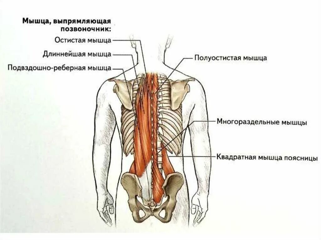 Глубокая поясница. Разгибатели мышц спины и позвоночника. Мышцы разгибатели позвоночника. Мышца выпрямитель позвоночника. Мышцы разгибатели грудного отдела.