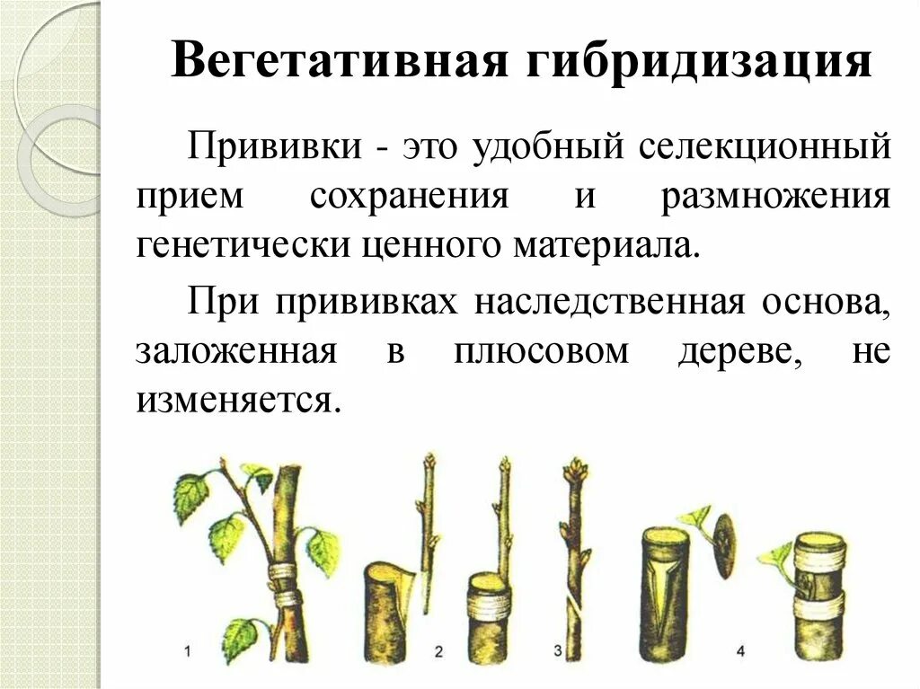 Прививка метод селекции. Вегетативное размножение прививкой черенком. Вегетативное размножение прививкой последовательность. Вегетативная гибридизация растений. Вегетативное размножение последовательность действий