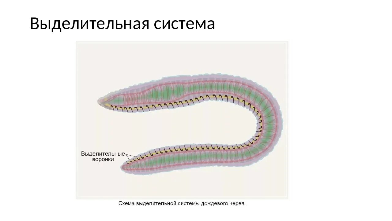 Дождевой червь тип круглые черви. Круглые черви выделительная система. выделительная кольчатых червей. выделительная круглых червей. выделительная система дождевого червя.