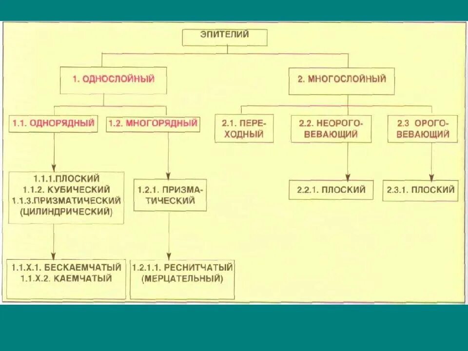 Классификация гистологии. Классификация эпителиальной ткани схема. классификация эпителия таблица. классификация эпителиальной ткани таблица. классификация эпителия схема.