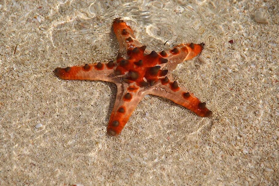 Морская звезда зернистый кориастер. Морская звезда Живая. Морские обитатели морская звезда. Морская звезда коричневая.