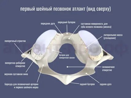 Атлант сустав шейный