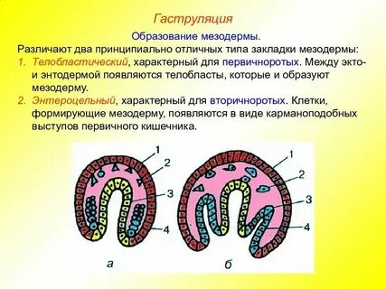 Из мезодермы у зародышей млекопитающих развивается