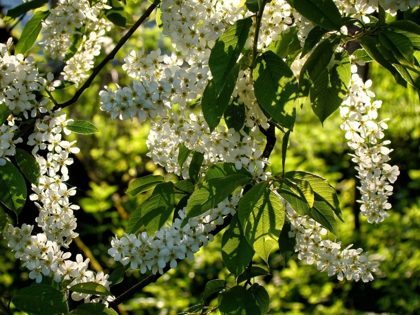 есенин черёмуха душистая с весною расцвела. а. есенин черёмуха душистая. черёмуха душистая. "черемуха".