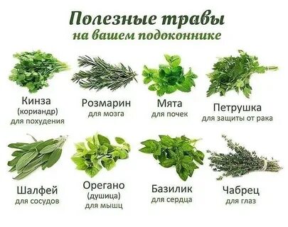 Какие травы можно применять