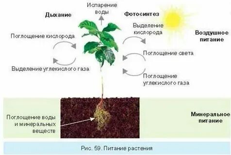 Водоросль поглощает воду и минеральные вещества