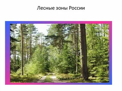 Г лесной зона
