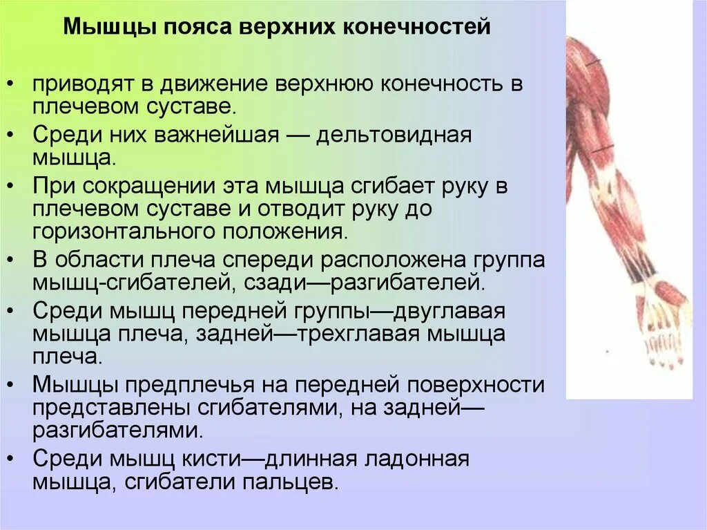 Мышцы свободной верхней конечности анатомия строение. Мышцы верхних конечностей функции. Мышцы верхних конечностей и нижних конечностей анатомия. Мышцы пояса верхней конечности функции. Функции движения суставов