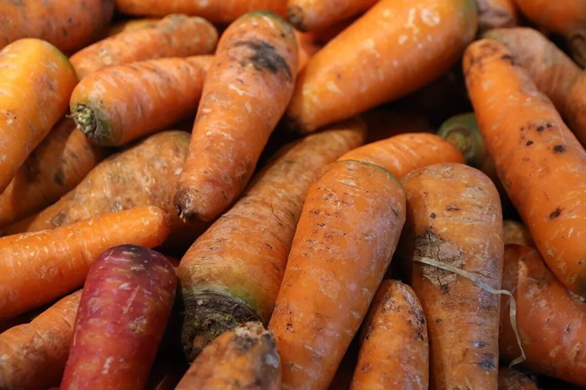 10 килограмм моркови. Морковь в магазине. Морковь кг. Килограмм моркови. Морковь Pro.