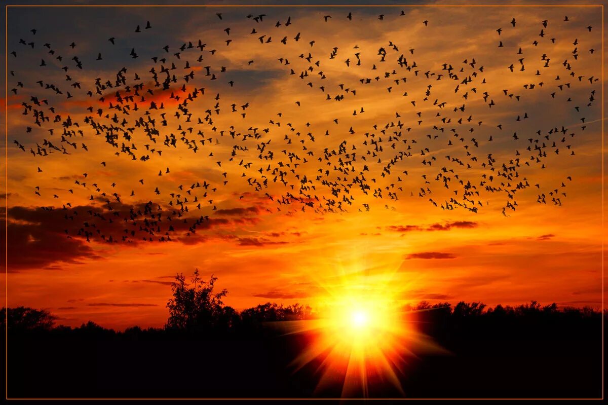 Пролетели года словно птицы. Птицы улетают. Птицы улетают на Юг. Стая птиц. Осень птицы улетают.