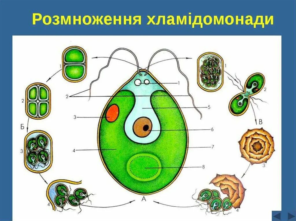 Обозначение водорослей. Строение хламидомонады. Хроматофор у хламидомонады. Хроматофор у водорослей. Рисунок хламидомонады с обозначениями.